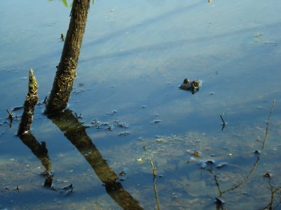 Frog in Puffer Pond.JPG