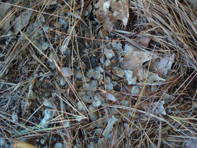  Otter Scat Fish Scales.JPG