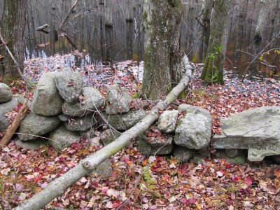 0668 maple fallen not felled.jpg