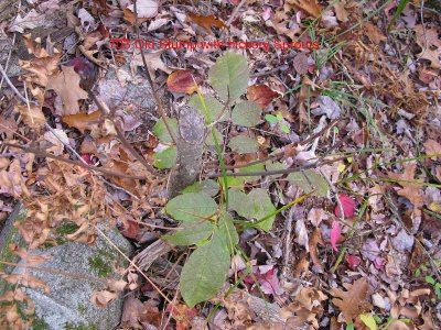 0703 old stump with hickory sprouts.jpg