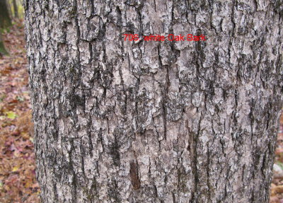 0706 white oak bark.jpg