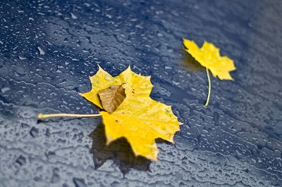 Leaves on cars