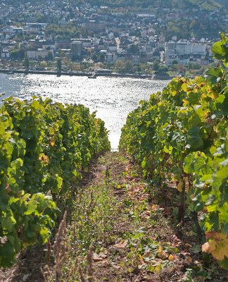 Looking through the grapevines towards the Rhine