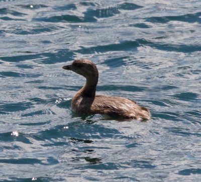 piedbillgrebe-2899.jpg