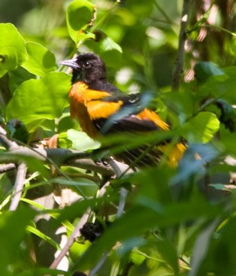 orioleafterbath_1363-Edit.jpg