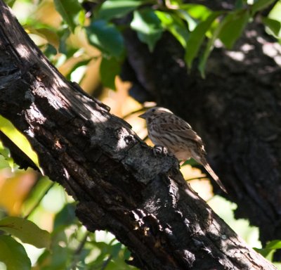songsparrow-5819.jpg