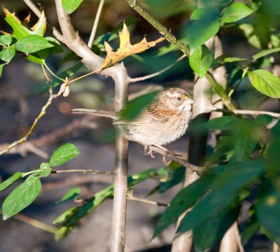 whitethroat sparrow-6227.jpg