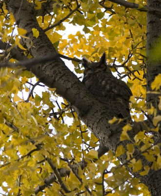 Winter birds 2009-2010 Central Park and Jamaica bay