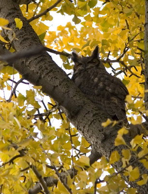 Great horned owlMG_0097.jpg