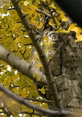 Great horned owl_MG_0131.jpg
