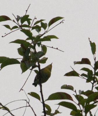 parula_3309b.jpg