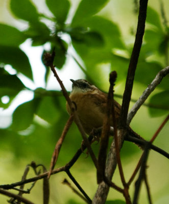 carolina w_3500b.jpg