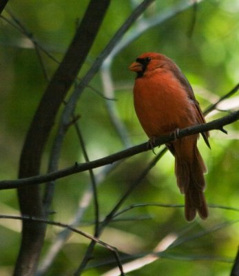 cardinal_3522b.jpg