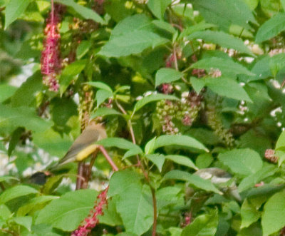 cedarwaxwing_3775b.jpg