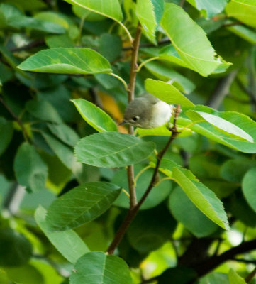 rckinglet_3725c.jpg