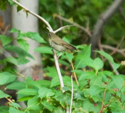 swainsonthrush_3765b.jpg
