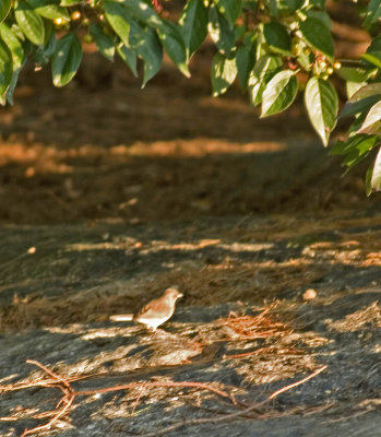 wcsparrow3759b.jpg