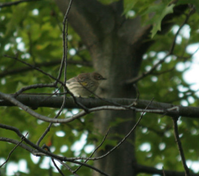 yrumpwarbler_3705.jpg