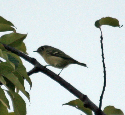 rckinglet_3703.jpg