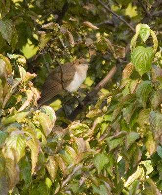 blackbillcuckoo3882b.jpg