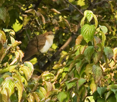 blackbillcuckoo_3881b.jpg