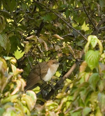 blackbillcuckoo_3884b.jpg