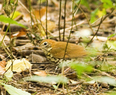 woodthrush_3876b.jpg