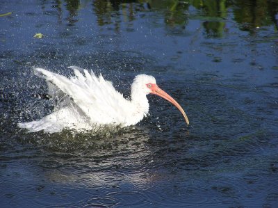 White Ibis