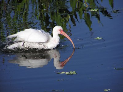 White Ibis
