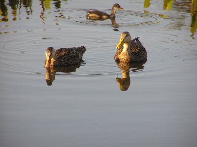 Ducks