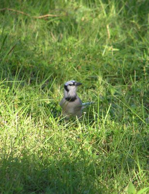 Blue Jay