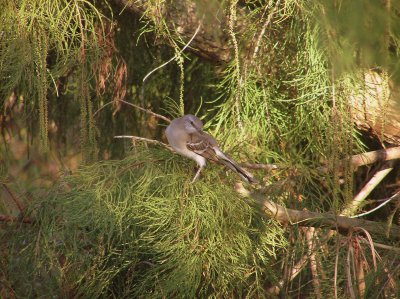 Mockingbird