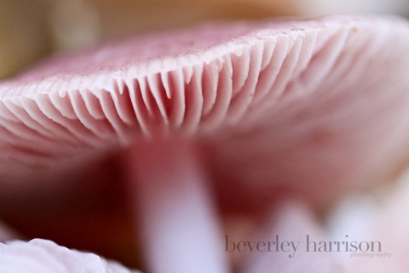 pink shrooms