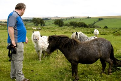 the dartmoor pony whisperer