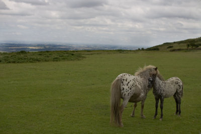 mother and baby dartmoor ponies