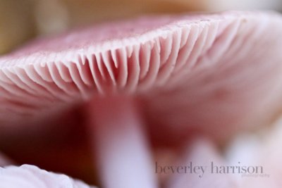 pink shrooms