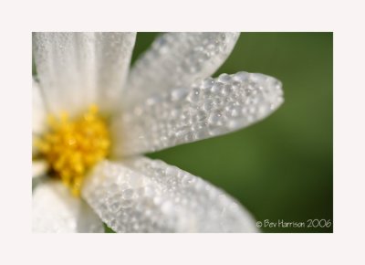 fresh as a daisy