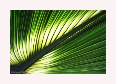 palm