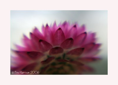 paper flowers