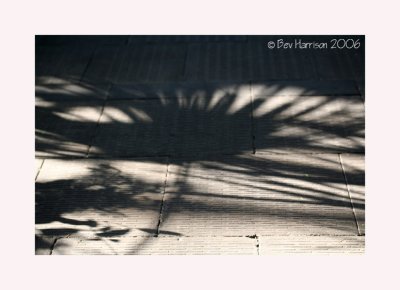 shadows in the palm house