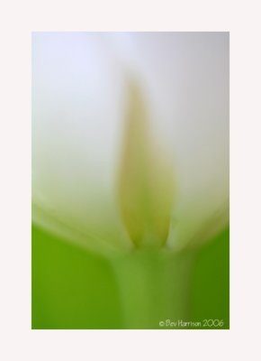 tulip abstract