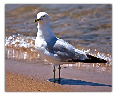 july 6 seagull