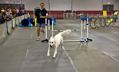 june 13 dogshow