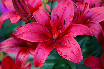 june 22 red lily