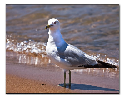 july 6 seagull