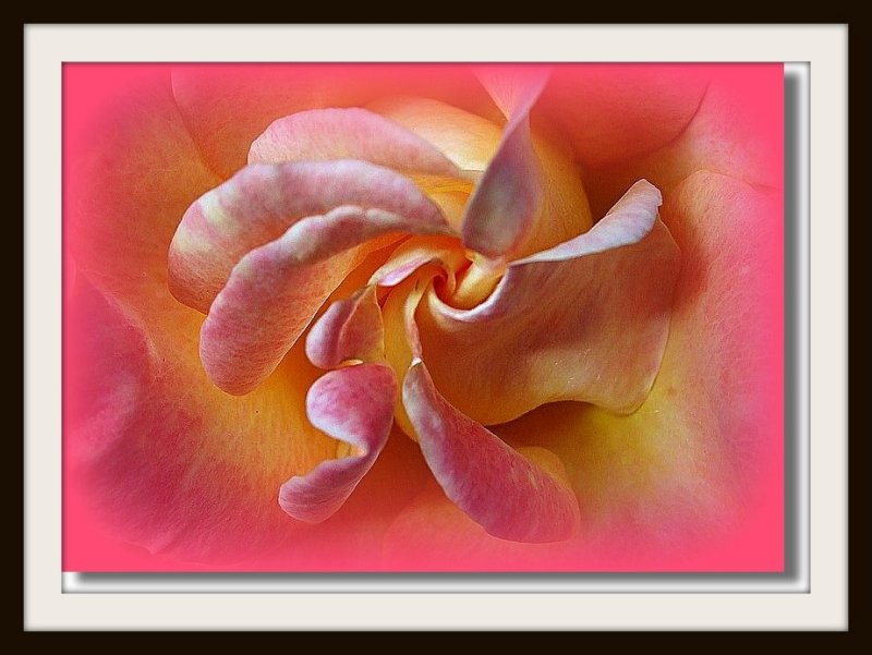  Rose Propeller on Pink Matte.