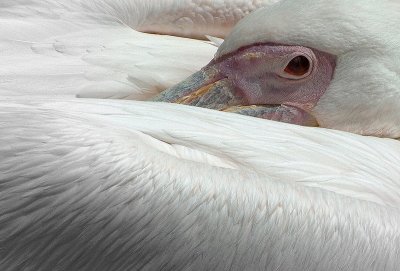 Pelican Eye