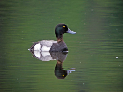 Bergand