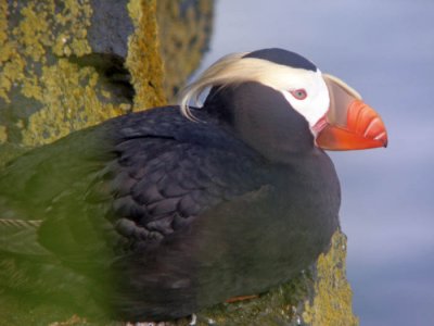 Tofslunnefgel