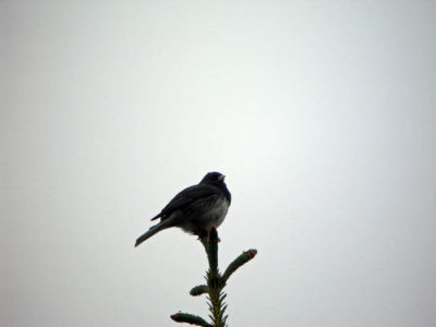 Mrkgd Junco
